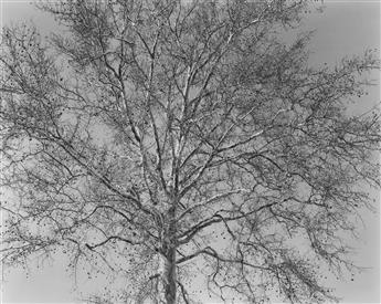 GEORGE A. TICE (1938- ) Sycamore Tree, Paterson, New Jersey * Stairway to Whitby Abbey, Yorkshire.